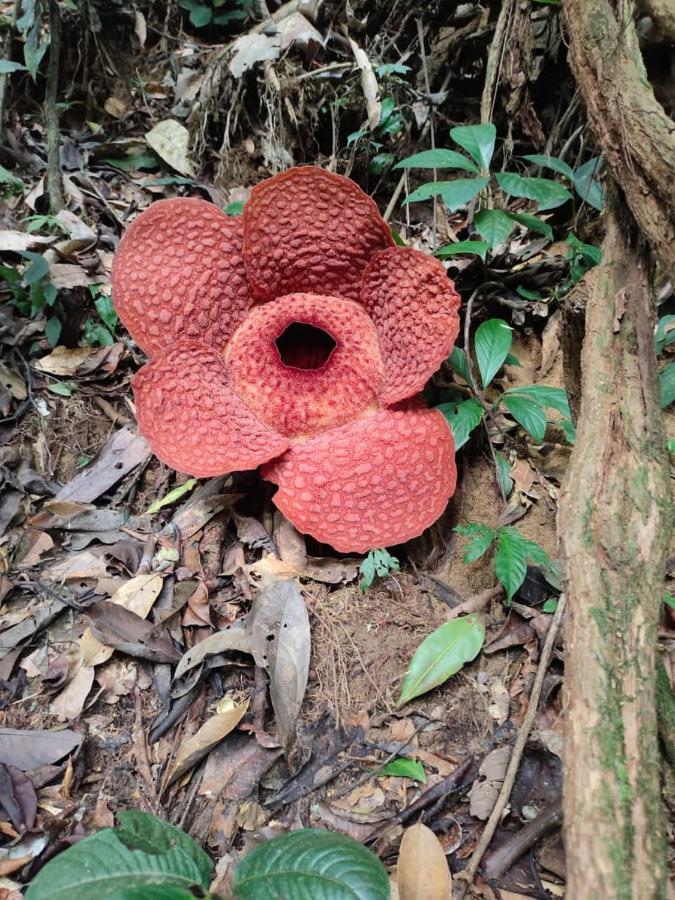 Hotel Umiyuki Jungle Tour Only Treking With As Bukit Lawang Exterior foto