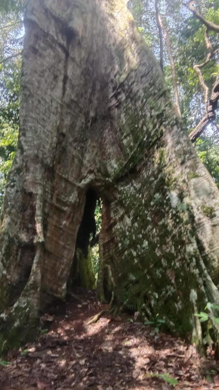 Hotel Umiyuki Jungle Tour Only Treking With As Bukit Lawang Exterior foto