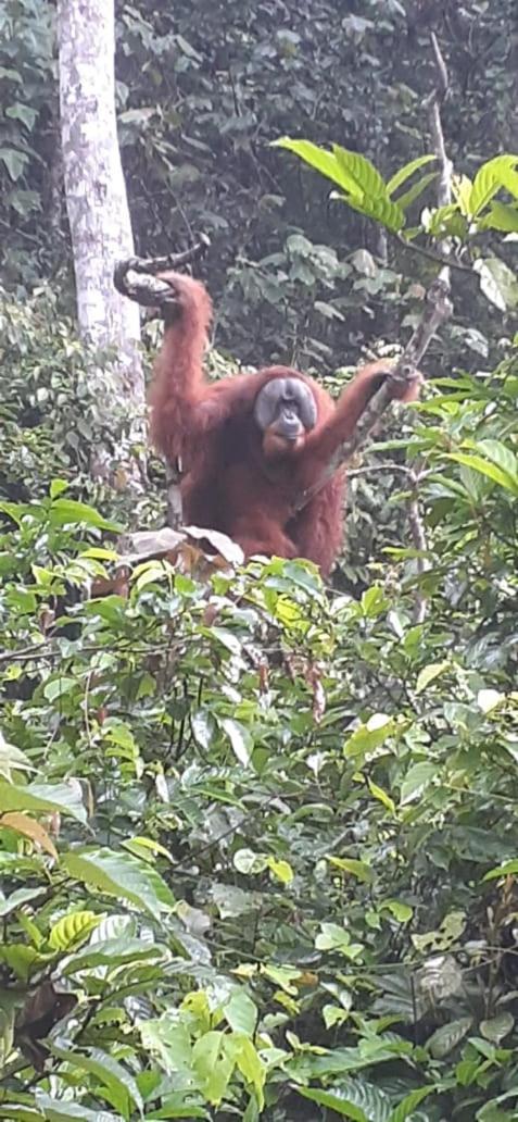 Hotel Umiyuki Jungle Tour Only Treking With As Bukit Lawang Exterior foto