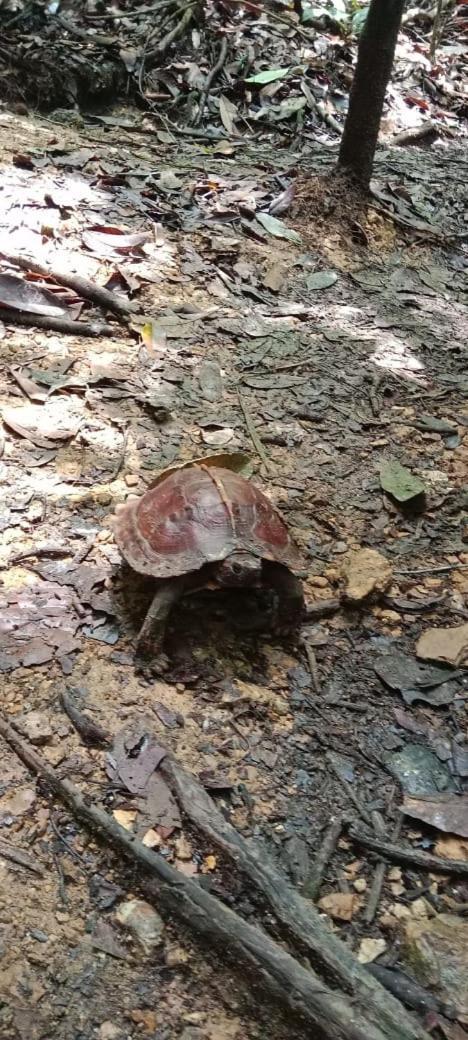 Hotel Umiyuki Jungle Tour Only Treking With As Bukit Lawang Exterior foto